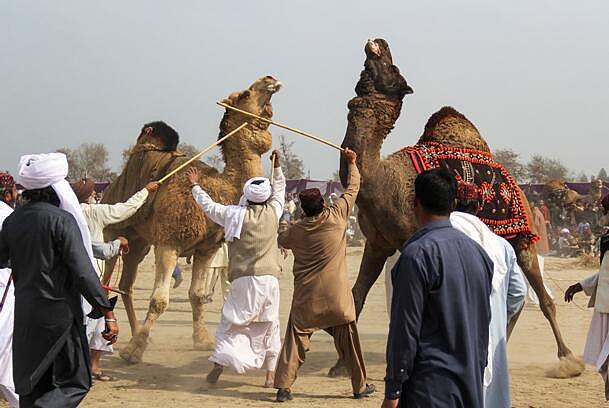 残忍还是文化？巴基斯坦传统“斗骆驼”项目惹争议（组图） - 2