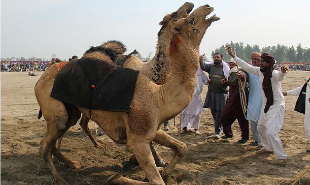 残忍还是文化？巴基斯坦传统“斗骆驼”项目惹争议（组图） - 3