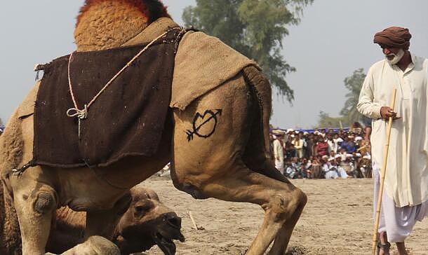 残忍还是文化？巴基斯坦传统“斗骆驼”项目惹争议（组图） - 4