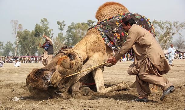 残忍还是文化？巴基斯坦传统“斗骆驼”项目惹争议（组图） - 5