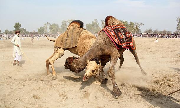 残忍还是文化？巴基斯坦传统“斗骆驼”项目惹争议（组图） - 6
