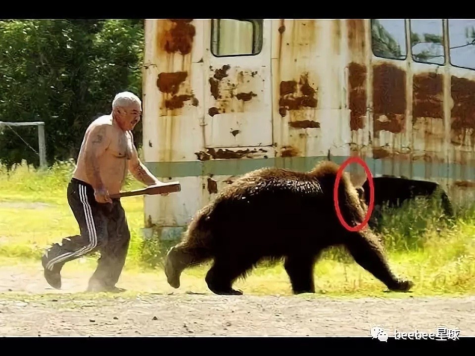 俄罗斯人揍起熊来，比打贼还狠……（视频/组图） - 3