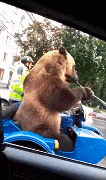 俄罗斯人揍起熊来，比打贼还狠……（视频/组图） - 19