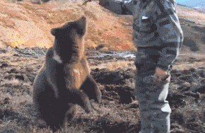 俄罗斯人揍起熊来，比打贼还狠……（视频/组图） - 20