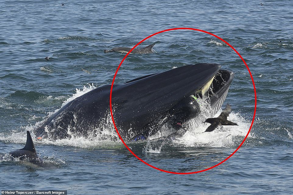 南非一潜水员被鲸鱼生吞，然后又被活生生吐出来（组图） - 2