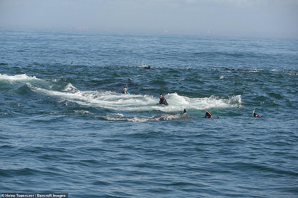 南非一潜水员被鲸鱼生吞，然后又被活生生吐出来（组图） - 4
