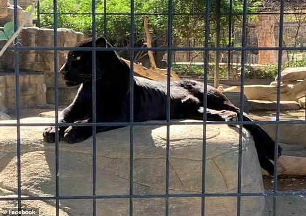 女游客动物园内被美洲豹抓伤，管理者却称活该，豹子没有错