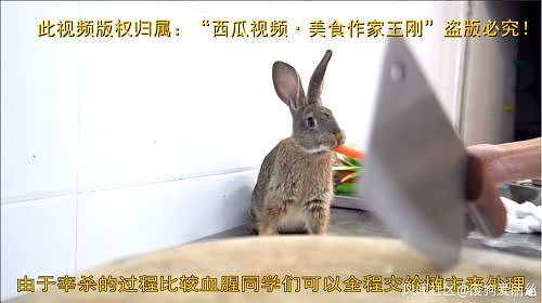 娃娃鱼之后，王刚又因为杀兔兔被批评了（视频/组图） - 2