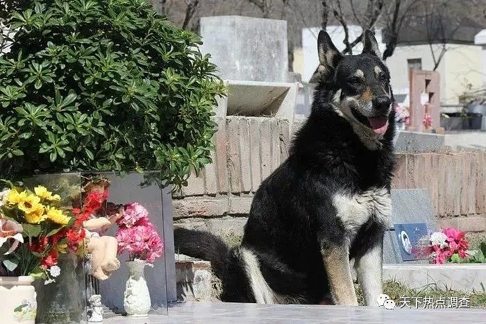 主人去世 忠犬随之一夜消失 11年后真相大白（组图） - 1