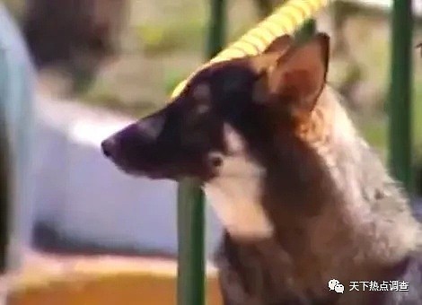 主人去世 忠犬随之一夜消失 11年后真相大白（组图） - 10