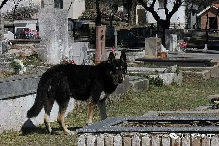 主人去世 忠犬随之一夜消失 11年后真相大白（组图） - 11