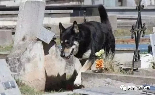 主人去世 忠犬随之一夜消失 11年后真相大白（组图） - 15