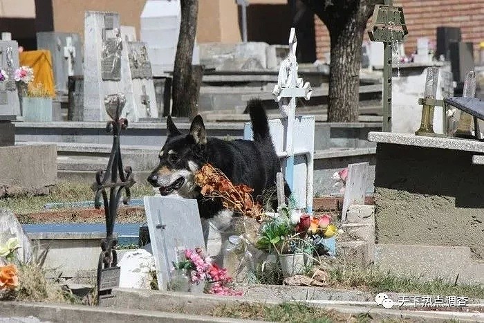 主人去世 忠犬随之一夜消失 11年后真相大白（组图） - 19