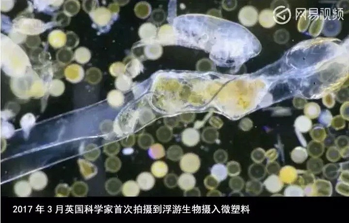 毒奶水 毒海鲜...每年2.8亿吨塑料垃圾等你吃（视频/组图） - 11
