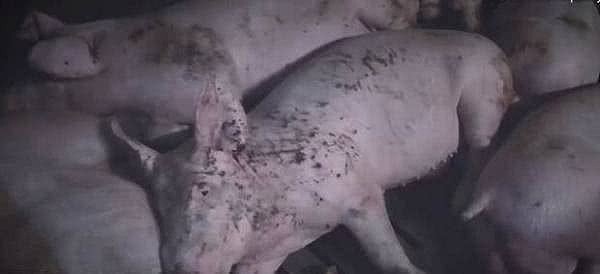 冲进母猪分娩室蹲了8小时，英国动物保护人士被指害死2头猪（组图） - 9