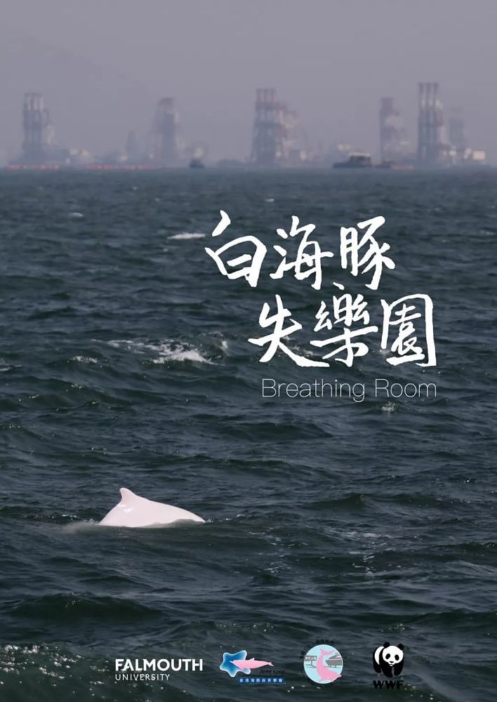 香港女孩拍生态纪录片：白海豚背着死去的宝宝，在海上漂了7天（视频/组图） - 1