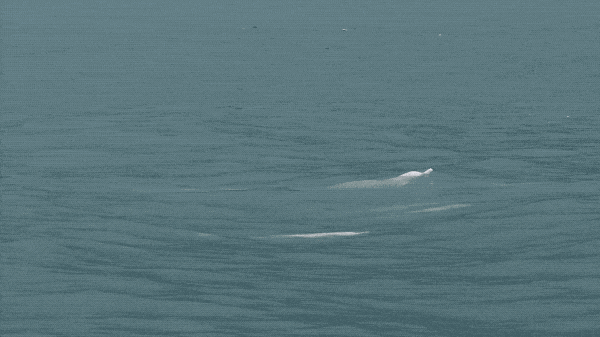 香港女孩拍生态纪录片：白海豚背着死去的宝宝，在海上漂了7天（视频/组图） - 2