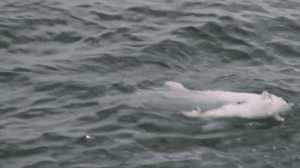 香港女孩拍生态纪录片：白海豚背着死去的宝宝，在海上漂了7天（视频/组图） - 3