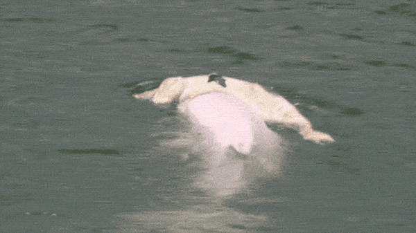 香港女孩拍生态纪录片：白海豚背着死去的宝宝，在海上漂了7天（视频/组图） - 4
