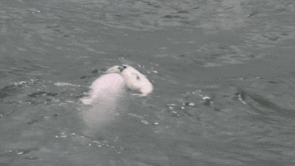 香港女孩拍生态纪录片：白海豚背着死去的宝宝，在海上漂了7天（视频/组图） - 5