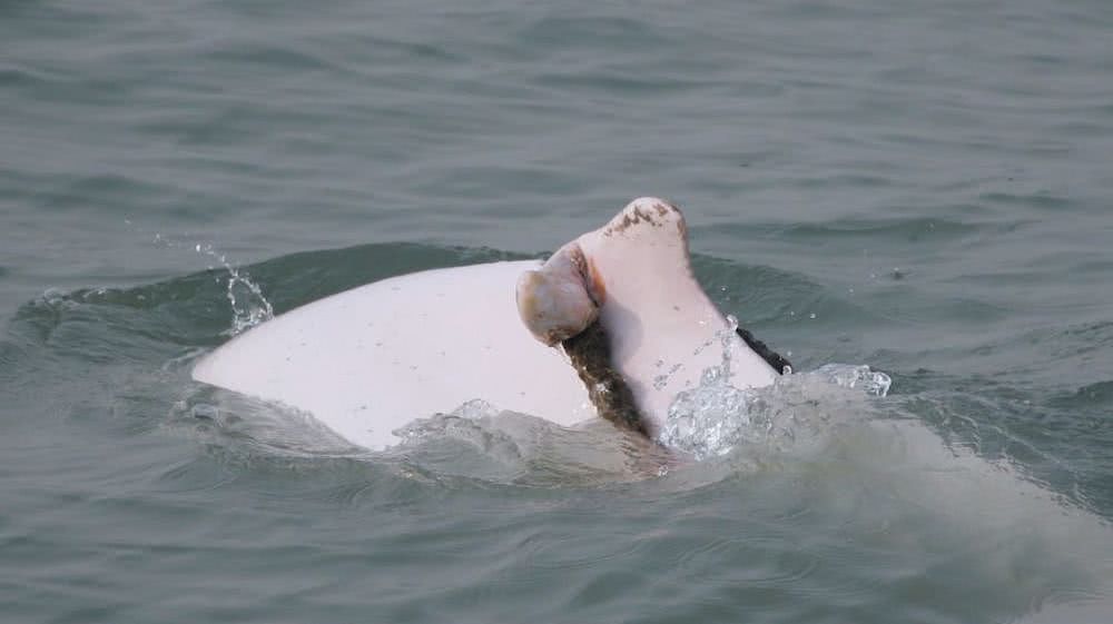 香港女孩拍生态纪录片：白海豚背着死去的宝宝，在海上漂了7天（视频/组图） - 6