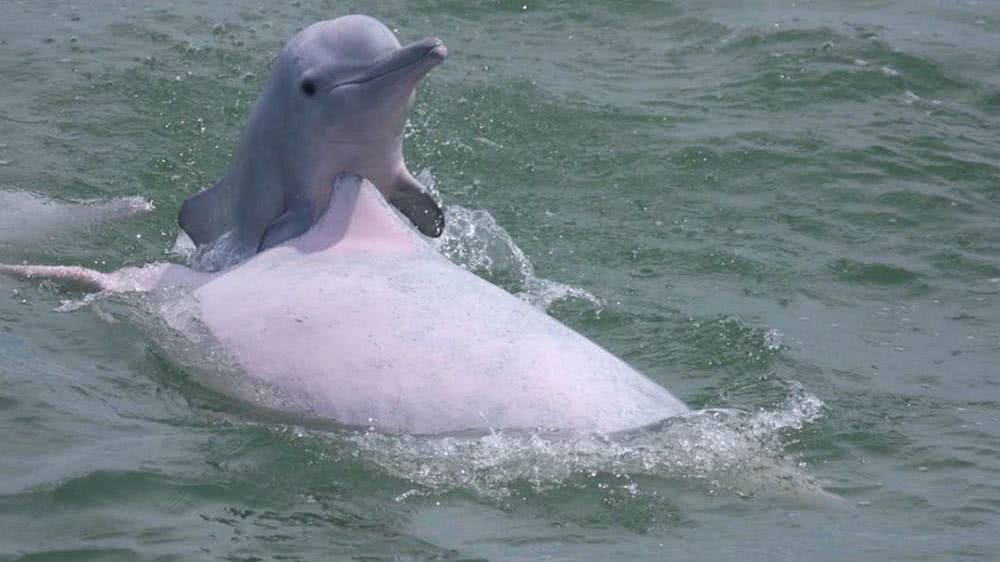 香港女孩拍生态纪录片：白海豚背着死去的宝宝，在海上漂了7天（视频/组图） - 11