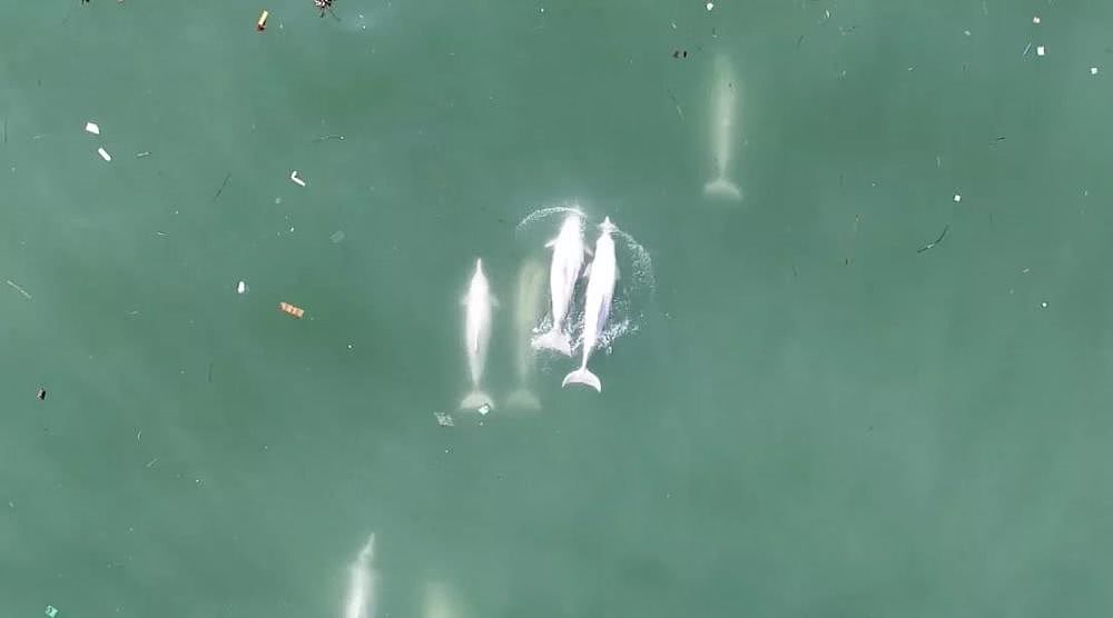 香港女孩拍生态纪录片：白海豚背着死去的宝宝，在海上漂了7天（视频/组图） - 18