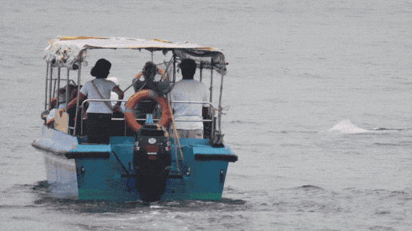 香港女孩拍生态纪录片：白海豚背着死去的宝宝，在海上漂了7天（视频/组图） - 20