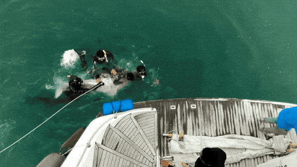 香港女孩拍生态纪录片：白海豚背着死去的宝宝，在海上漂了7天（视频/组图） - 23