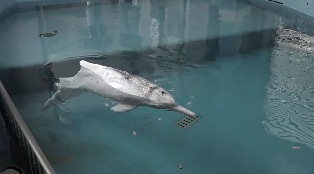 香港女孩拍生态纪录片：白海豚背着死去的宝宝，在海上漂了7天（视频/组图） - 26