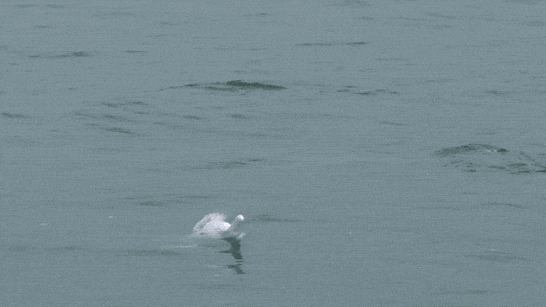 香港女孩拍生态纪录片：白海豚背着死去的宝宝，在海上漂了7天（视频/组图） - 28