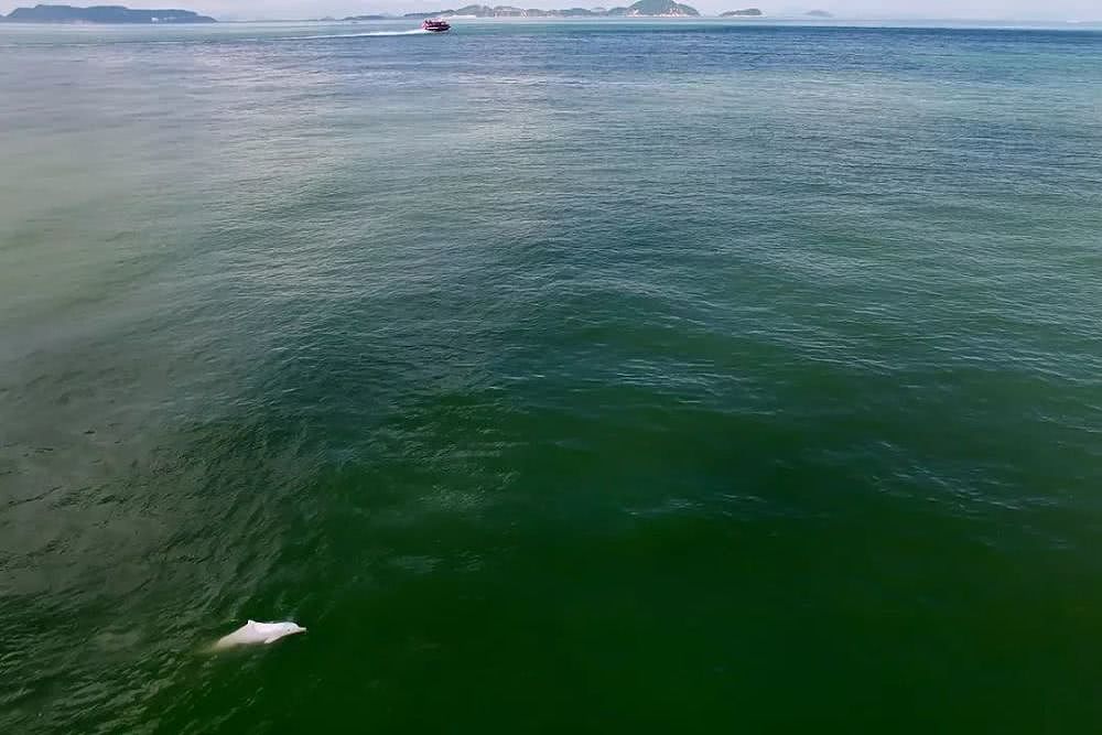 香港女孩拍生态纪录片：白海豚背着死去的宝宝，在海上漂了7天（视频/组图） - 32