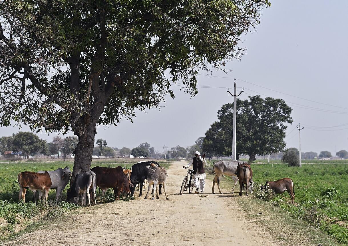 在北方邦，散落在村庄的流浪牛/资料图自彭博社