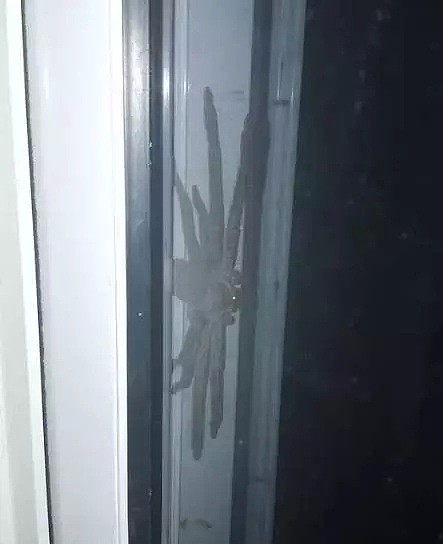 我在澳洲大街上看见了100只蟑螂疯跑...还有人在后院发现了蜘蛛窝，大约有1000只...（组图） - 35