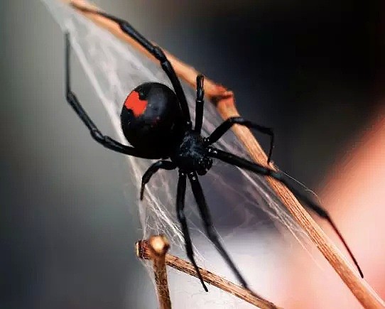 我在澳洲大街上看见了100只蟑螂疯跑...还有人在后院发现了蜘蛛窝，大约有1000只...（组图） - 38