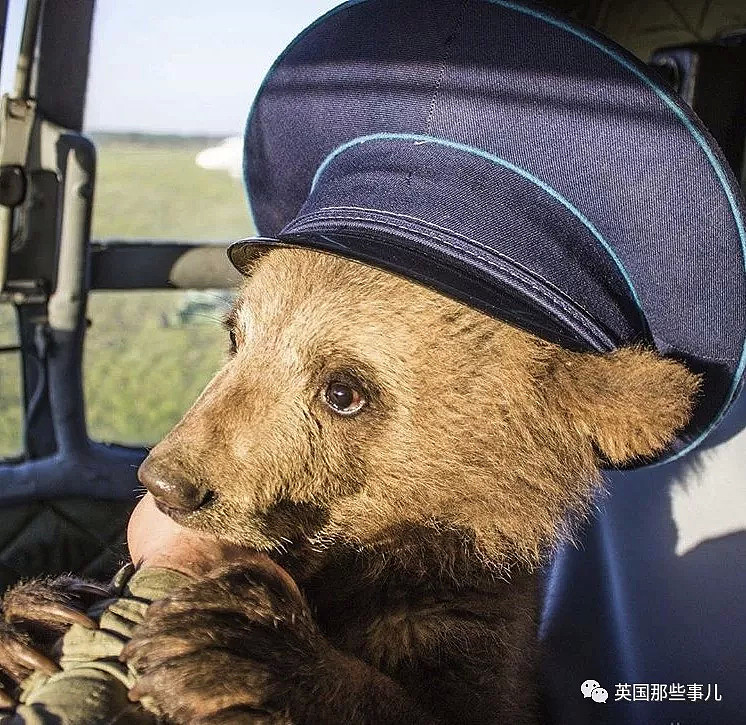 从小养大的熊宝宝被坏人骗走，这群俄罗斯飞行员忍不住了！（组图） - 3