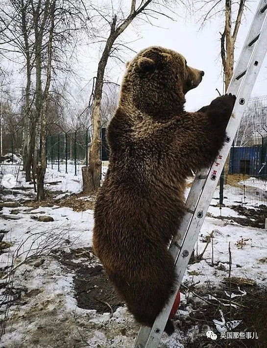 从小养大的熊宝宝被坏人骗走，这群俄罗斯飞行员忍不住了！（组图） - 31