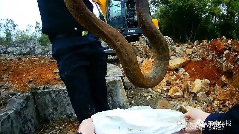 村民修祖坟，挖出3条2米多长的巨蟒！场面震撼（视频/组图） - 2