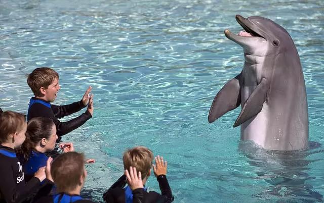 100万生命无声终结：海豚的微笑 是大自然最高明的伪装