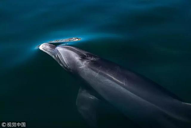 100万生命无声终结：海豚的微笑 是大自然最高明的伪装