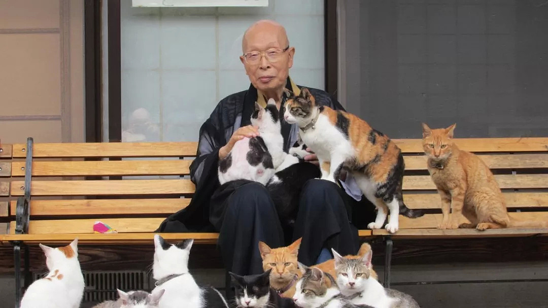 日本和尚捡4只猫后，被30多只流浪猫碰瓷：明猫不说暗话，我们也要出家！（组图） - 7
