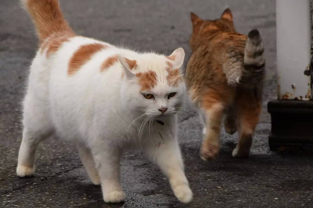 日本和尚捡4只猫后，被30多只流浪猫碰瓷：明猫不说暗话，我们也要出家！（组图） - 11