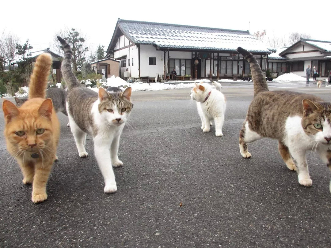 日本和尚捡4只猫后，被30多只流浪猫碰瓷：明猫不说暗话，我们也要出家！（组图） - 14