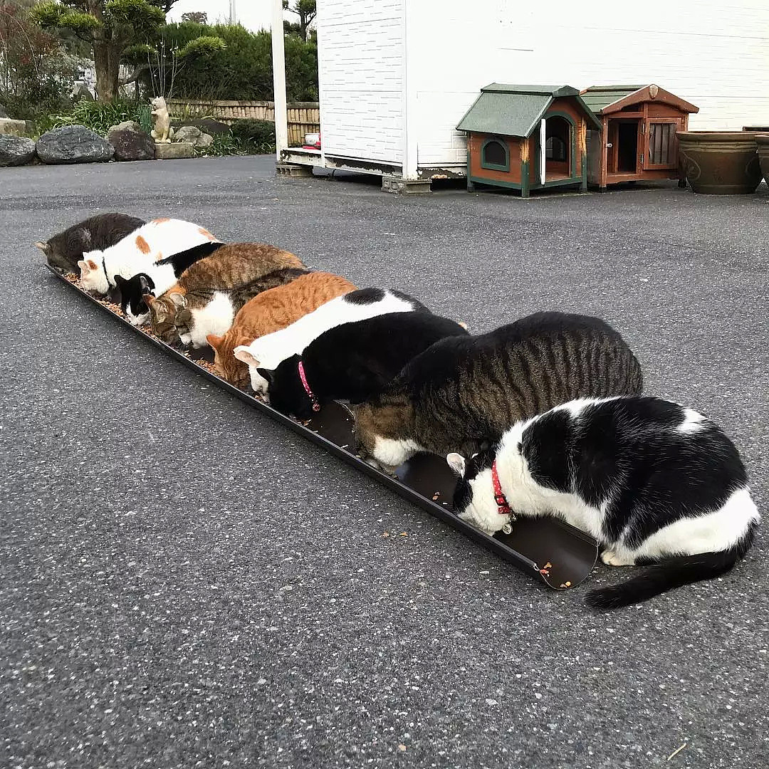 日本和尚捡4只猫后，被30多只流浪猫碰瓷：明猫不说暗话，我们也要出家！（组图） - 26