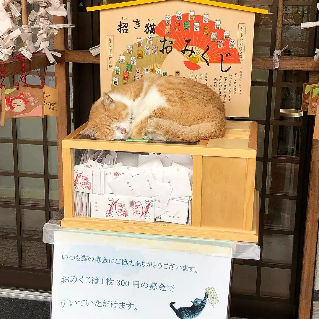 日本和尚捡4只猫后，被30多只流浪猫碰瓷：明猫不说暗话，我们也要出家！（组图） - 30