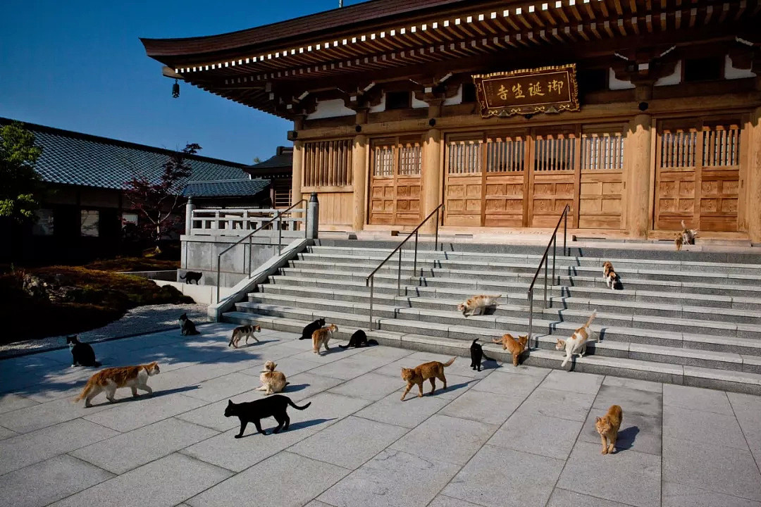 日本和尚捡4只猫后，被30多只流浪猫碰瓷：明猫不说暗话，我们也要出家！（组图） - 44
