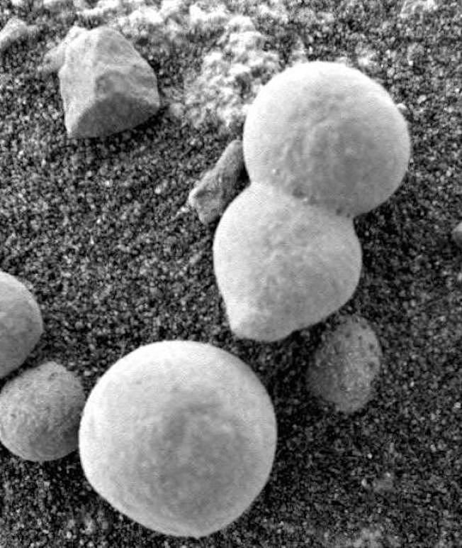 火星探测车「好奇号」已连续三天在火星上拍摄到15张拥有菌伞和菌柄的真菌。 图撷自《天体生物学和空间科学杂志》