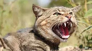 一只猫的疯狂猎杀，竟然导致了一个物种的灭绝……（组图） - 3
