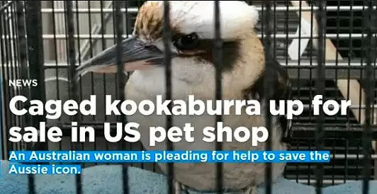 这是一只放荡不羁、笑点奇特的澳洲国宝鸟，墨尔本姑娘为拯救它而奔走（视频/组图） - 1