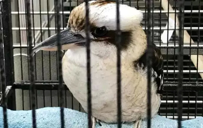 这是一只放荡不羁、笑点奇特的澳洲国宝鸟，墨尔本姑娘为拯救它而奔走（视频/组图） - 3